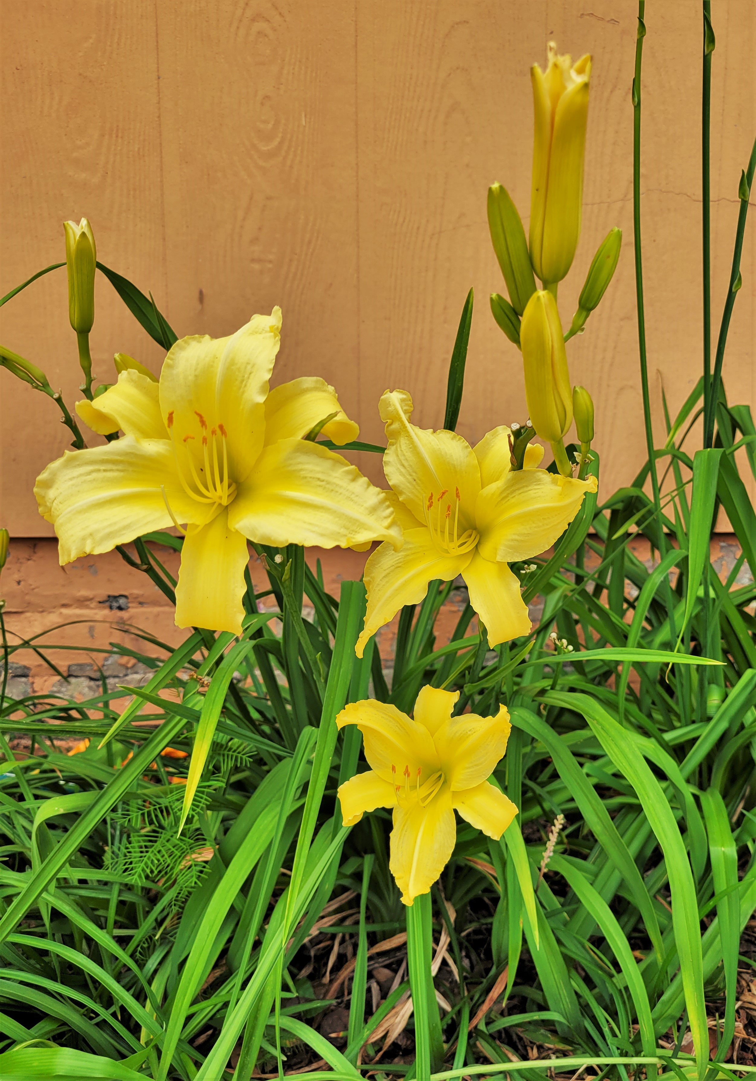 Daylilies